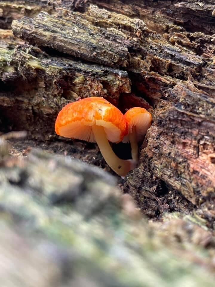 mushroom 4